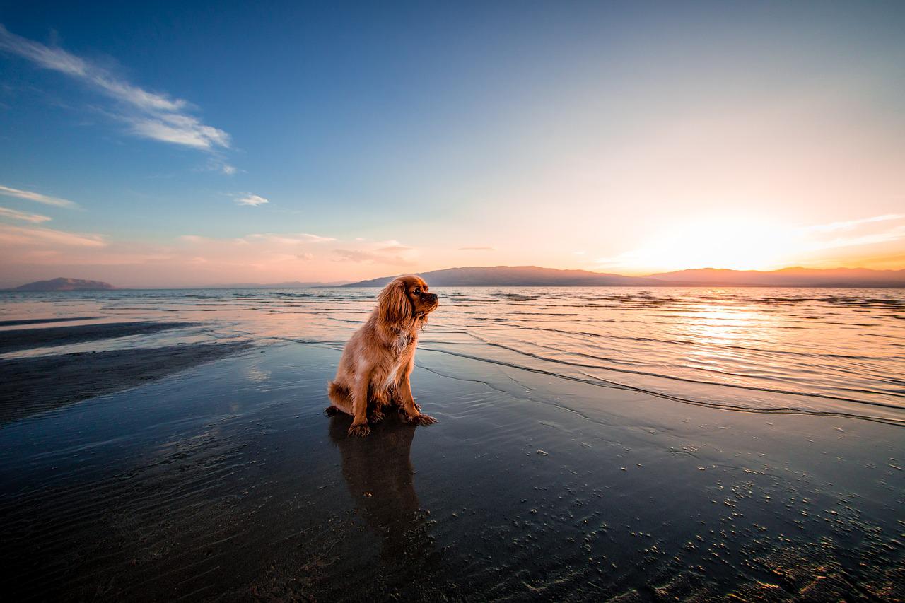 A small dog on the beach at sunset