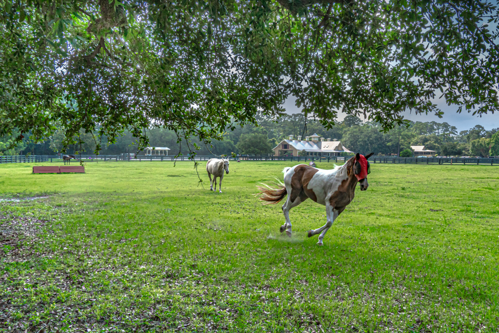 horseback riding in Hilton Head Island, SC