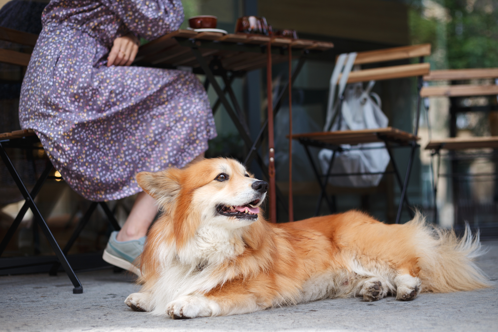 Dog-friendly Restaurants on Hilton Head Island