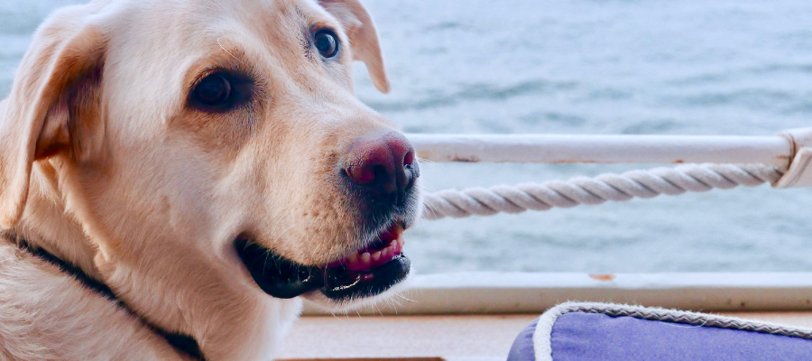 Close-up of a light-colored Labrador retriever aboard a boat with water in the background